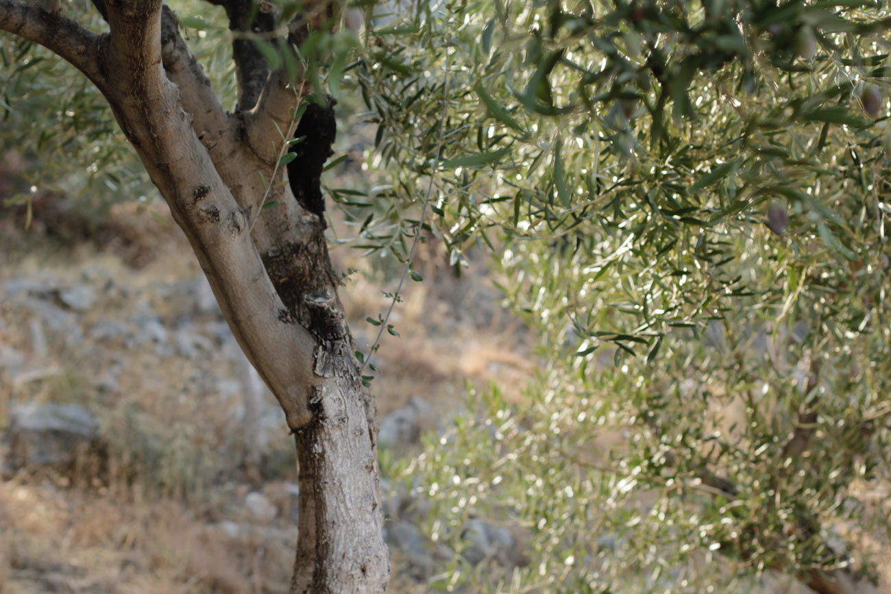 paula-immich-olive-trees-gytheo-peloponnese